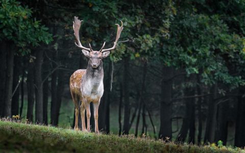 fallow-deer mundus volubilis